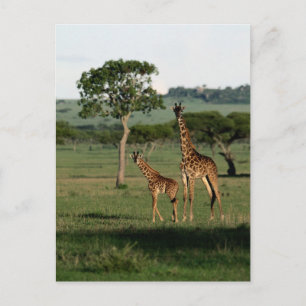 Postal Animales de bebé más afectados Giraffe Calf & Ma