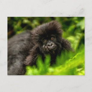 Postal Animales de bebé más afectados   Gorila de montaña