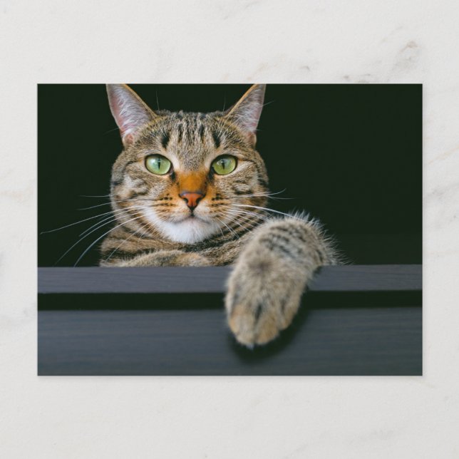 Postal Animales de bebé más afectados | Gris Tabby Cat Fa (Anverso)
