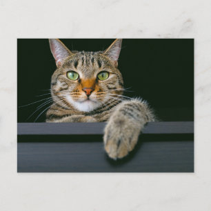 Postal Animales de bebé más afectados   Gris Tabby Cat Fa