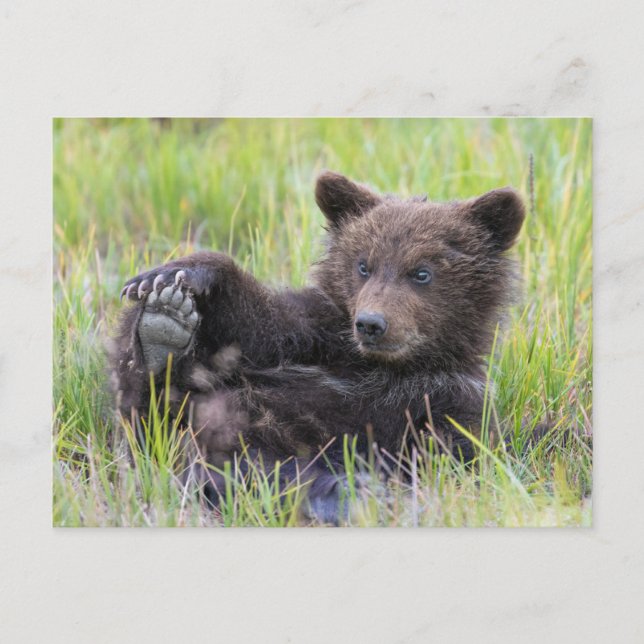 Postal Animales de bebé más afectados | Jugar con el cubo (Anverso)
