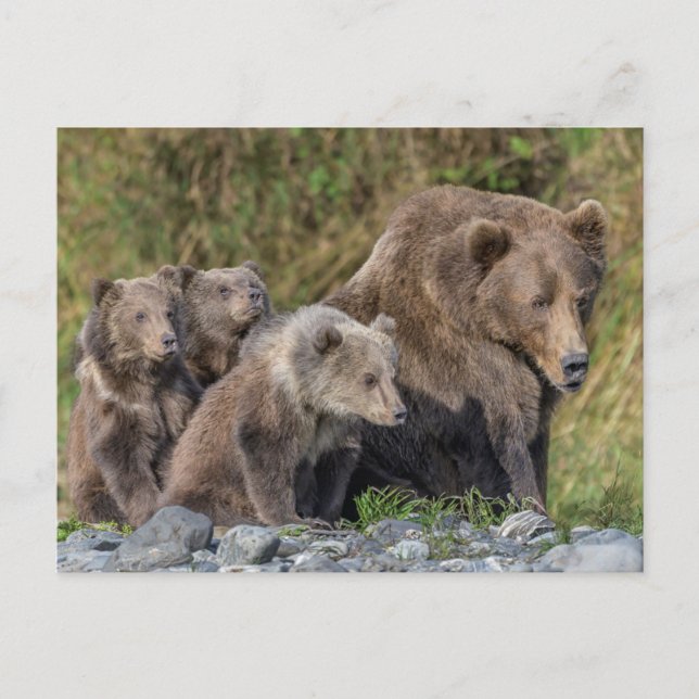 Postal Animales de bebé más afectados | Kodiak Mama Bear  (Anverso)