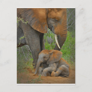 Postal Animales de bebé más afectados   Mama Elephant & B
