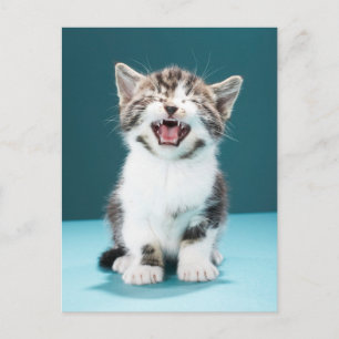 Postal Animales de bebé más afectados Meowing Baby Kitt