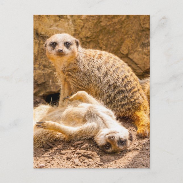 Postal Animales de bebé más afectados | Merkats deportivo (Anverso)