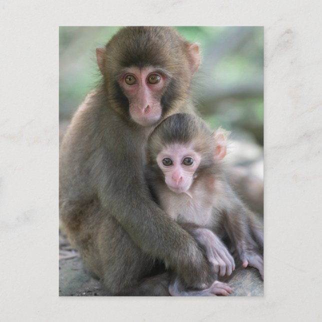 Postal Animales de bebé más afectados | Monos japoneses (Anverso)