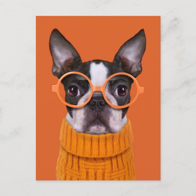 Postal Animales de bebé más afectados | Naranja Boston Te (Anverso)