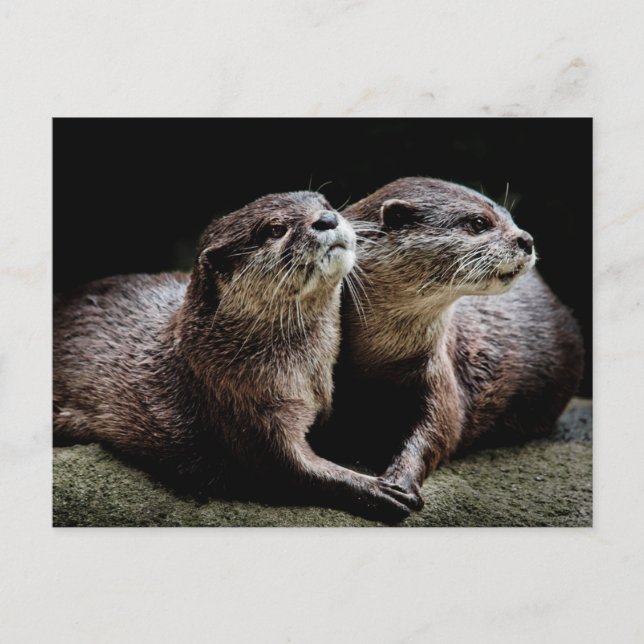 Postal Animales de bebé más afectados | Otters Manteniend (Anverso)
