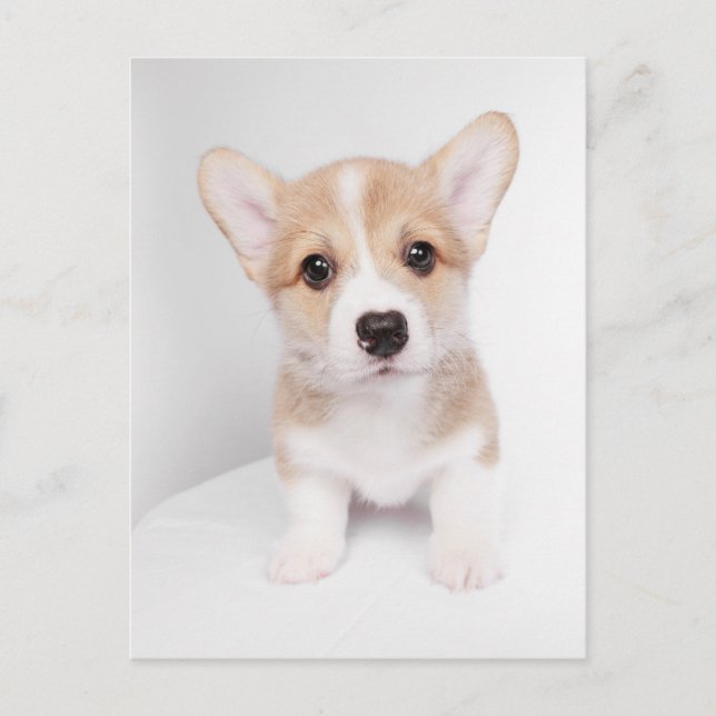 Postal Animales de bebé más afectados | Pequeño Corgi (Anverso)