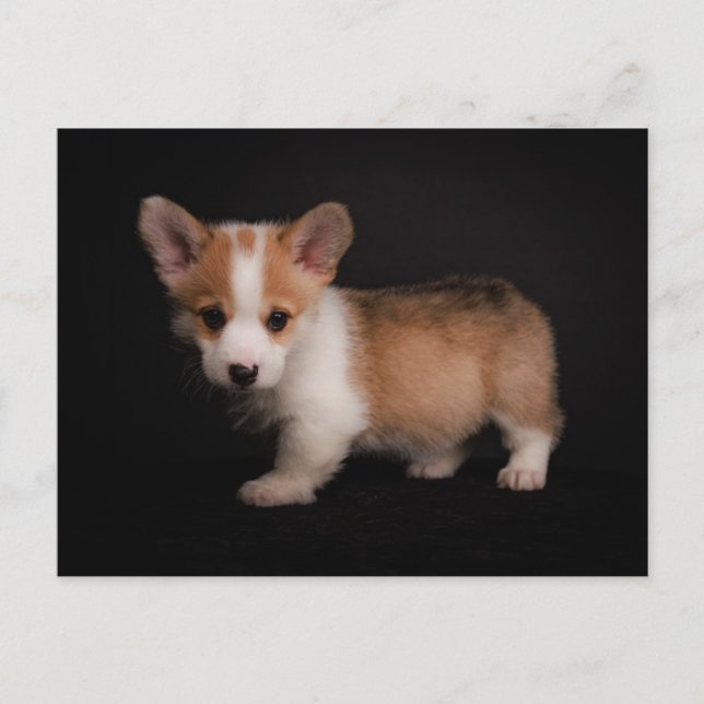 Postal Animales de bebé más afectados | Pequeño Corgi (Anverso)