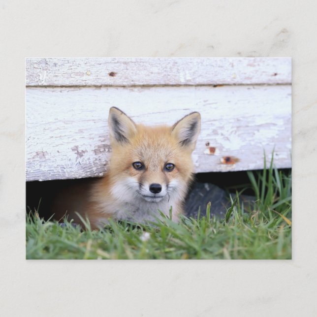 Postal Animales de bebé más afectados | Red Fox Kit Peeki (Anverso)