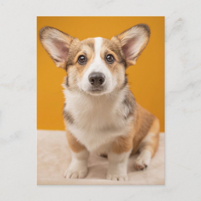 Postal Animales de bebé más afectados | Retrato de Corgi  (Anverso)