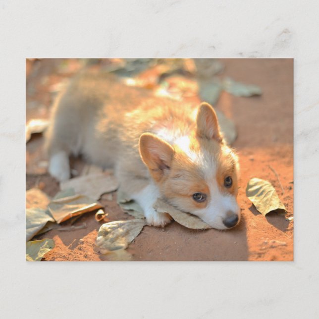 Postal Animales de bebé más afectados | Shy Corgi (Anverso)