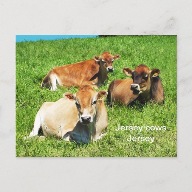 Postal Animales de cría de vacas Jersey (Anverso)