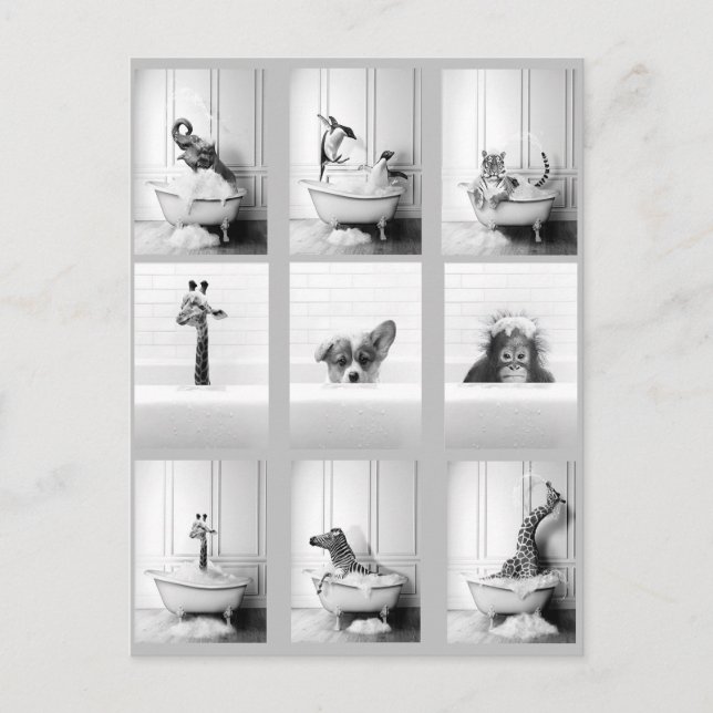 Postal Animales de cuarto de baño en bañera (Anverso)