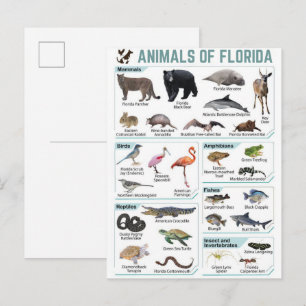 Postal Animales de florida, florida ee. uu. vida silvestr