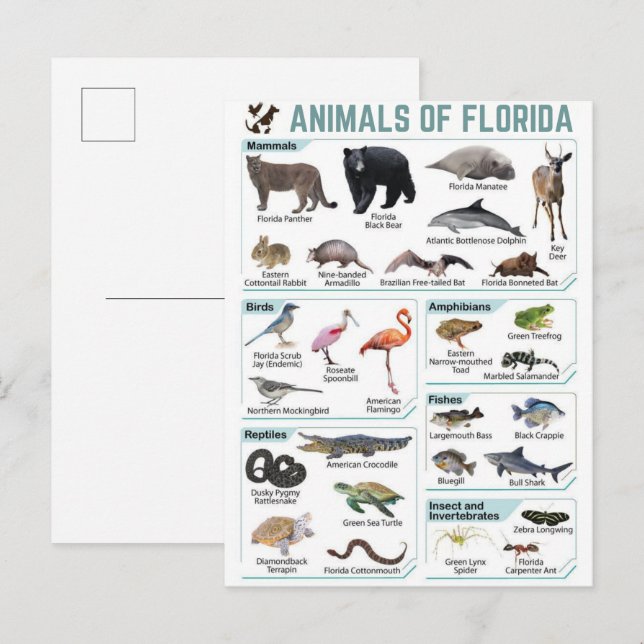 Postal Animales de florida, florida ee. uu. vida silvestr (Anverso / Reverso)