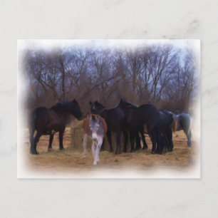 Postal animales de granja