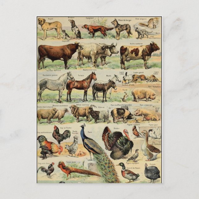 Postal Animales de granja de estilo vintage (Anverso)