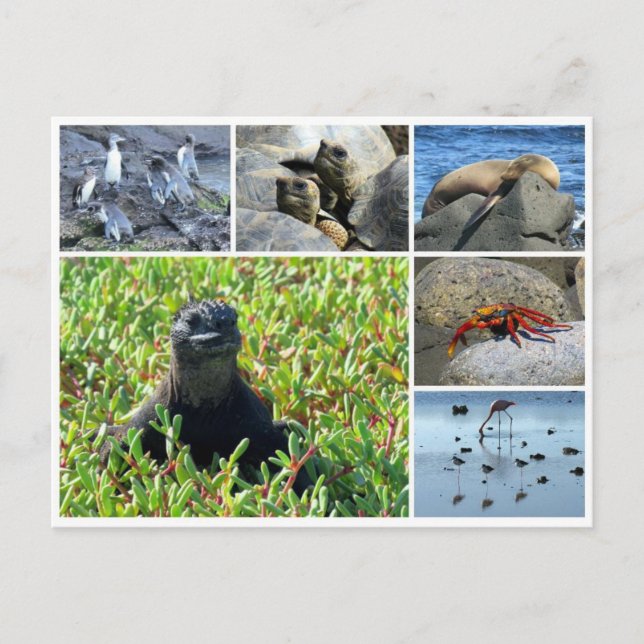 Postal animales de las galápagos (Anverso)