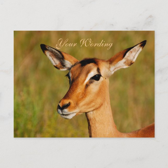 Postal Animales de safari de Impala saludando (Anverso)