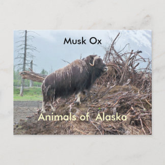 Postal Animales del buey alaska-musk