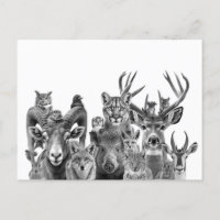 Animales del desierto de Sonora al suroeste