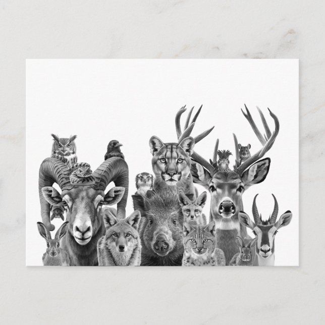 Postal Animales del desierto de Sonora al suroeste (Anverso)