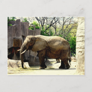Postal Animales del zoológico