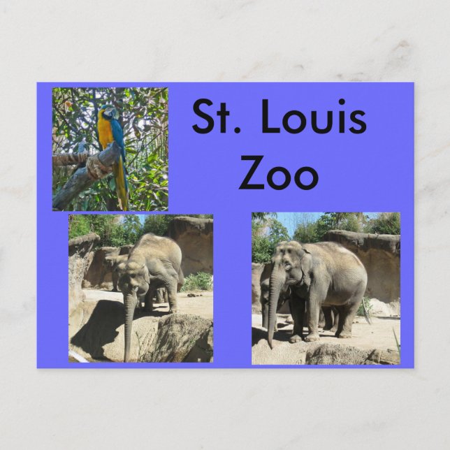 Postal Animales en el zoológico (Anverso)