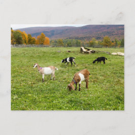 Postal Animales Goats Pasture Vermont Photo
