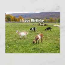 Animales Goats Pasture Vermont Photo Birthday