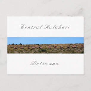 Postal Animales Órix de Botsuana Sabana Paisaje Kalahari
