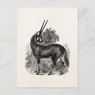 Postal Animales personalizados de Oryx Antelope Gazelle