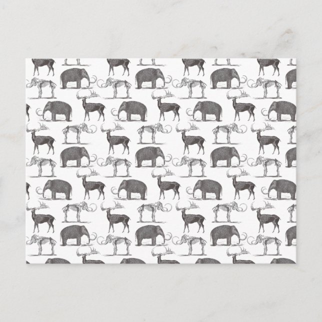 Postal Animales prehistóricos - Mamut lana y Megaceros (Anverso)