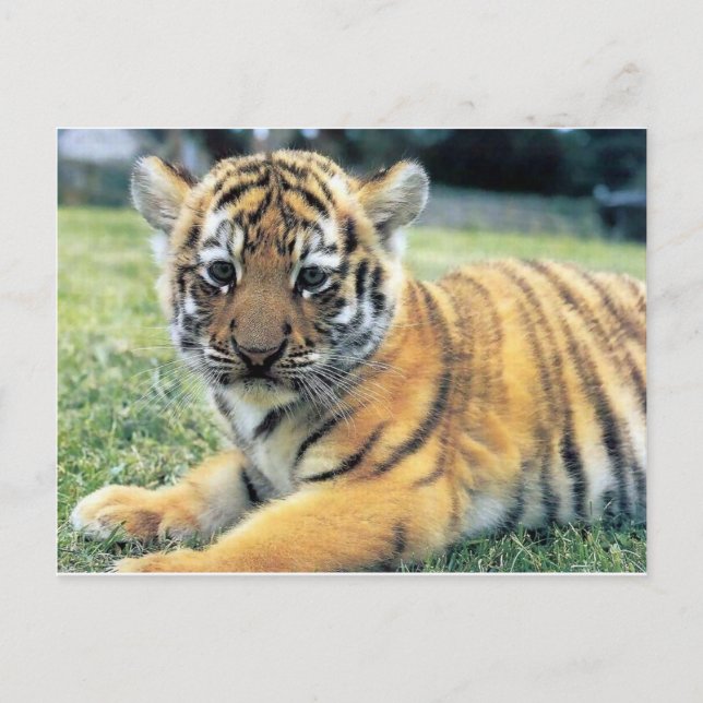 Postal Animales salvajes (Anverso)