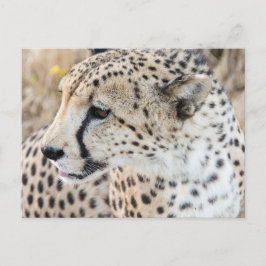 Postal Animales salvajes Cheetah Face