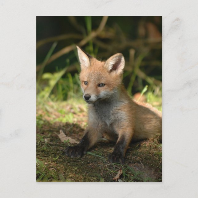 Postal Animales salvajes de Fox Wildlife (Anverso)