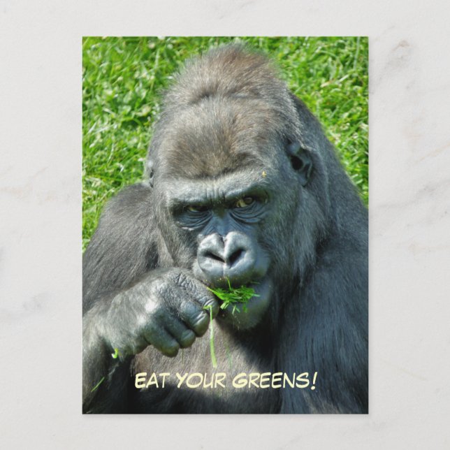 POSTAL ANIMALES SALVAJES - GORILLAS (Anverso)