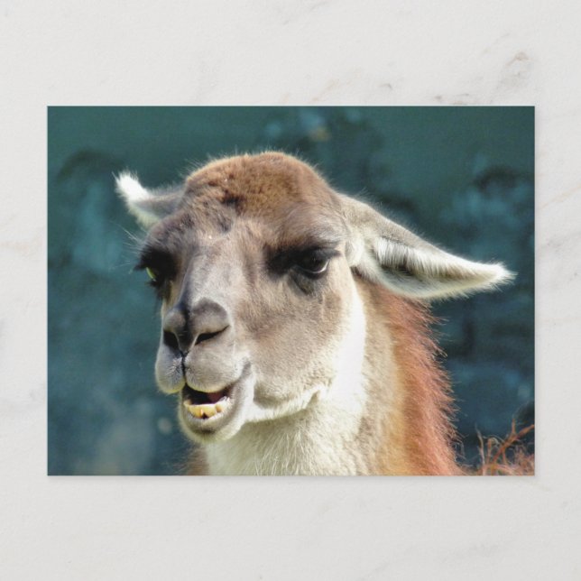 POSTAL ANIMALES SALVAJES - GUANACO (Anverso)