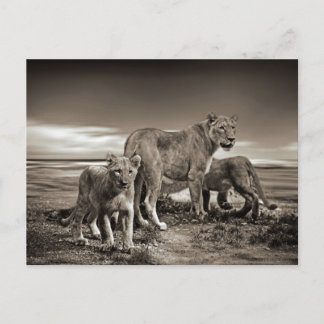 POSTAL ANIMALES SALVAJES LIONS CUBS LIONESS BELLEZA FOTO