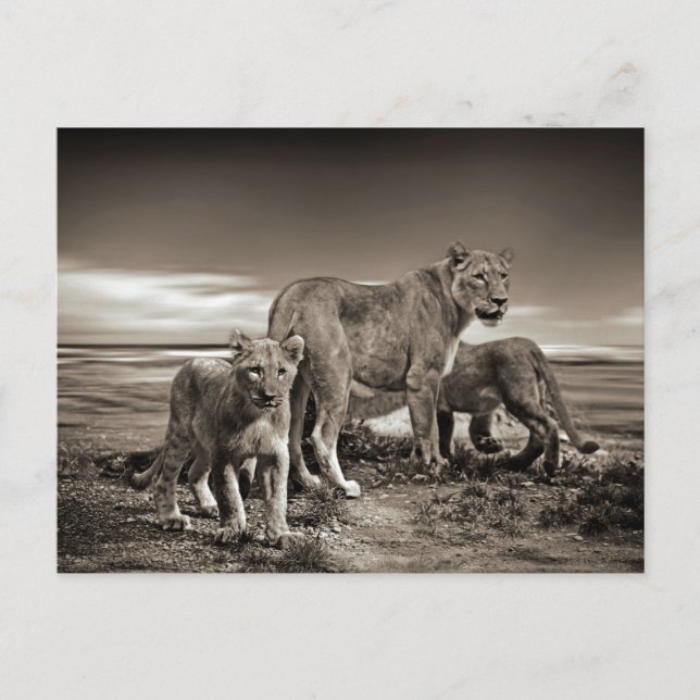 POSTAL ANIMALES SALVAJES LIONS CUBS LIONESS BELLEZA FOTO  (Anverso)