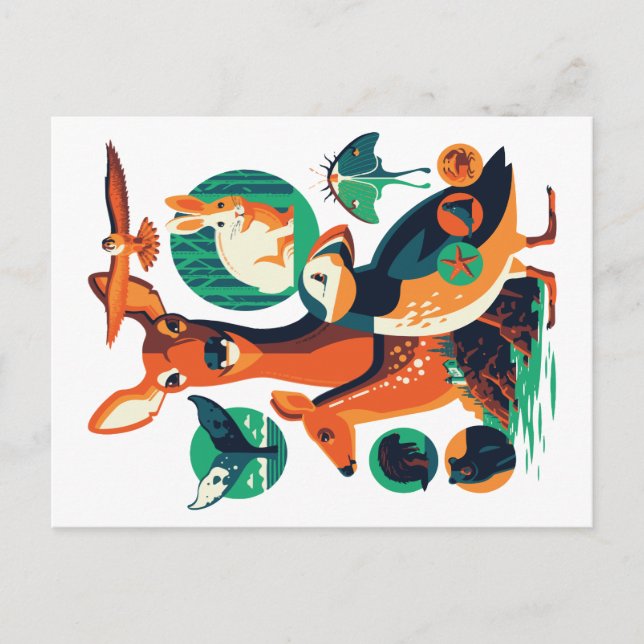 Postal Animales Salvajes V.13 (Anverso)