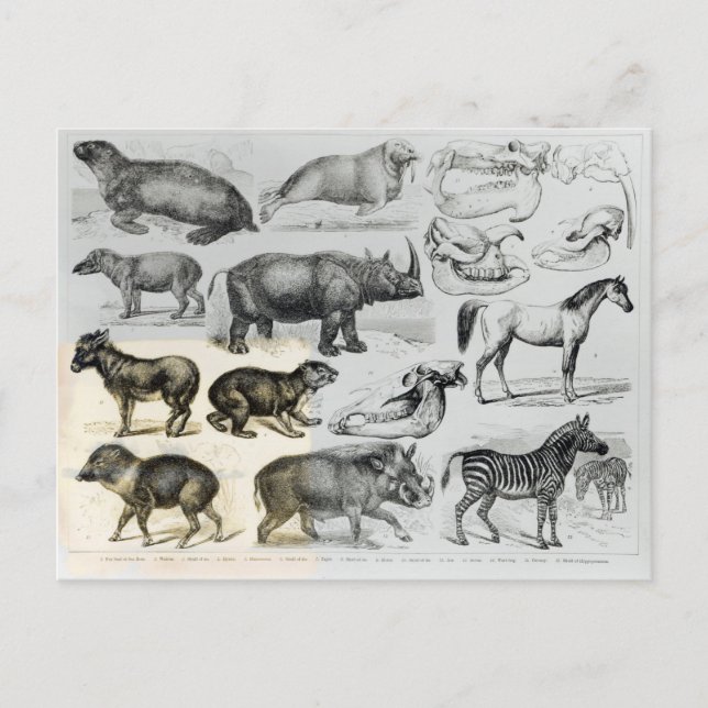 Postal Animales Ungulata o Hoofing (Anverso)