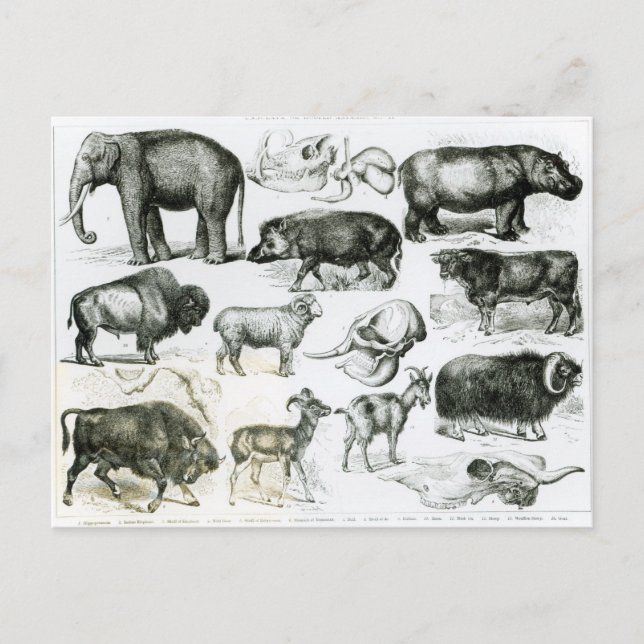 Postal Animales Ungulata o Hoofing (Anverso)