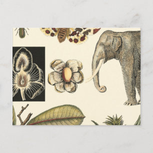 Postal Animales variados pintados con fondo crema