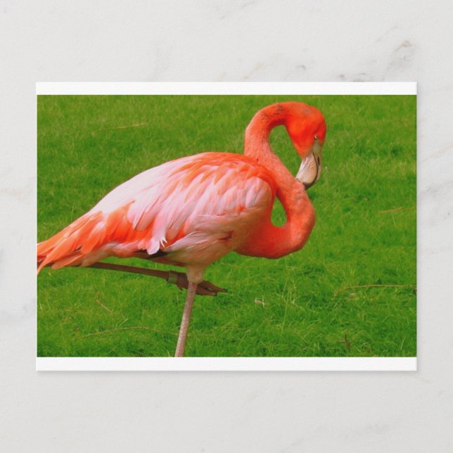 Postal Animales zoológicos (Anverso)