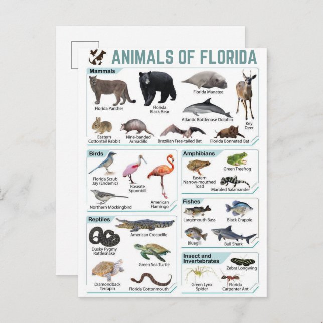 Postal Animals of florida, florida usa wild lide  (Anverso / Reverso)