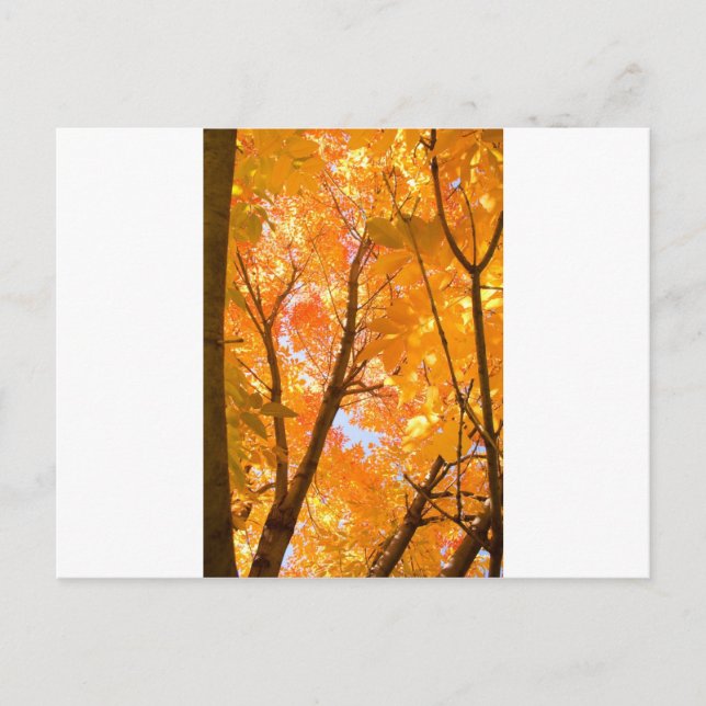 Postal Ánimo de color de otoño (Anverso)