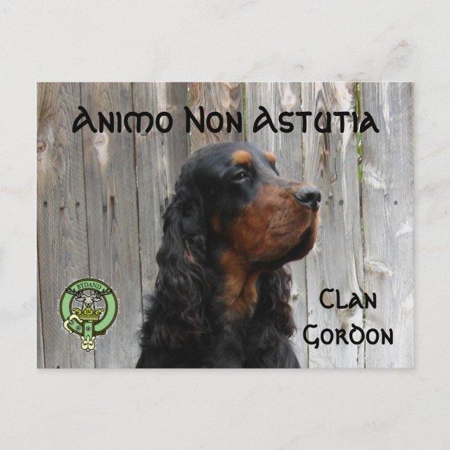 Postal Animo Non Astutia, Postcard Gordon Setter (Anverso)